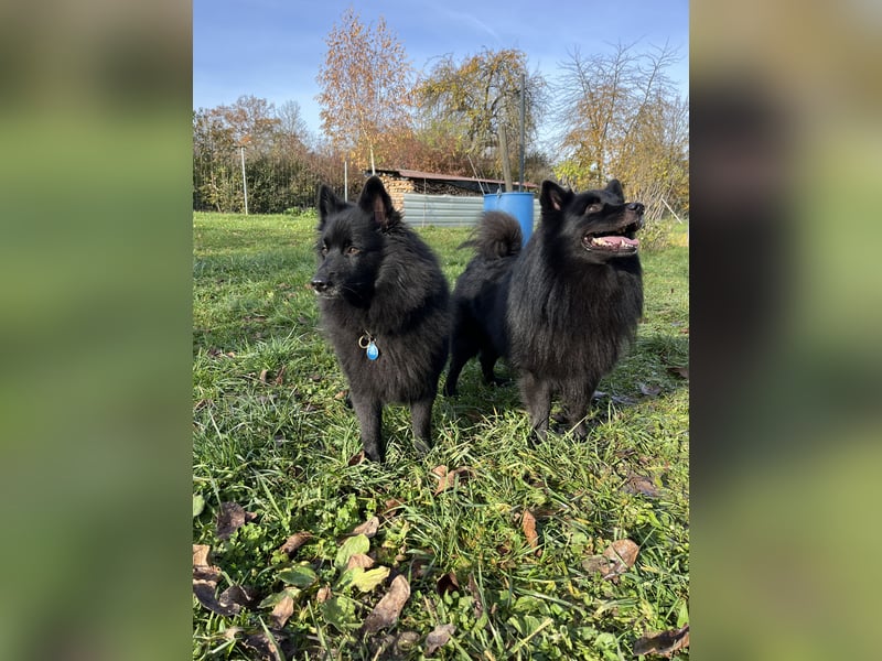 Großspitzwelpen Hündin schwarz und weiß