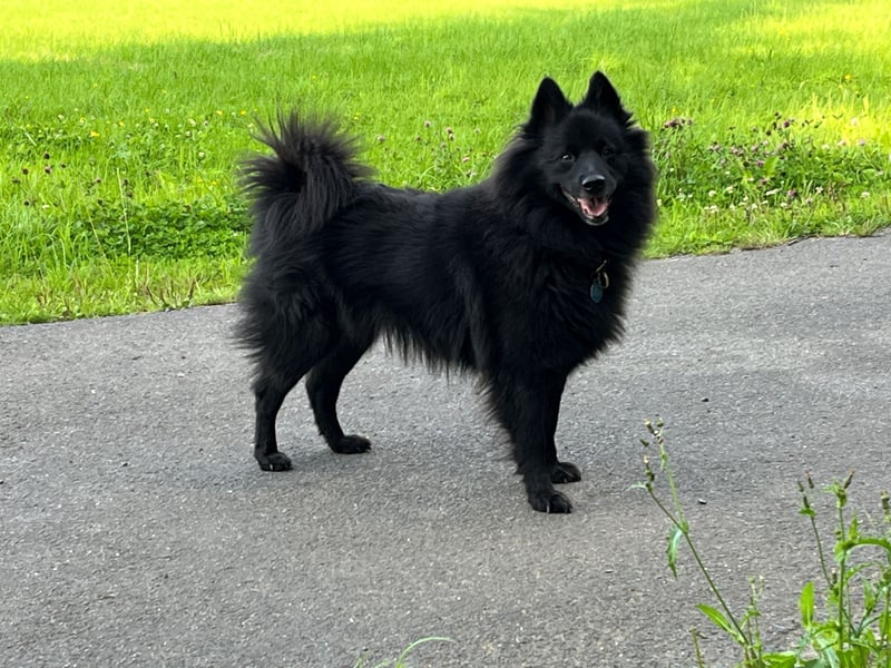 Großspitzwelpen Hündin schwarz und weiß