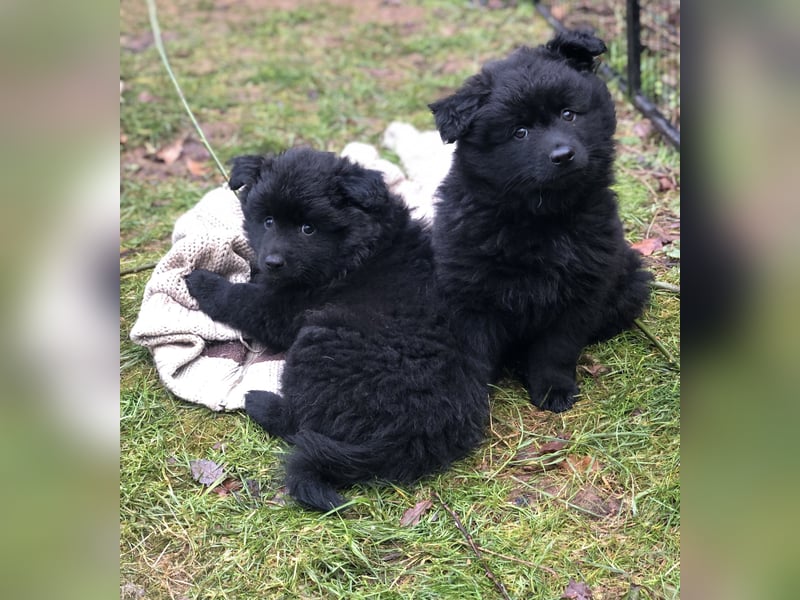 Spitze aus liebevoller Hobbyzucht – ein Junge und ein Mädchen suchen noch einen neuen Wirkungskreis