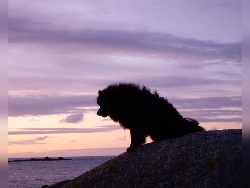 Spitze aus liebevoller Hobbyzucht – ein Junge und ein Mädchen suchen noch einen neuen Wirkungskreis