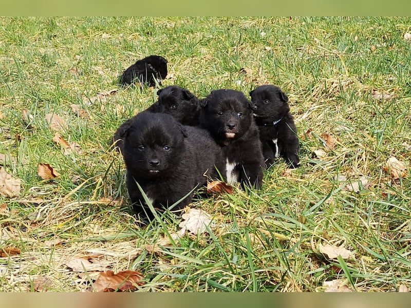 Spitze aus liebevoller Hobbyzucht – ein Junge und ein Mädchen suchen noch einen neuen Wirkungskreis