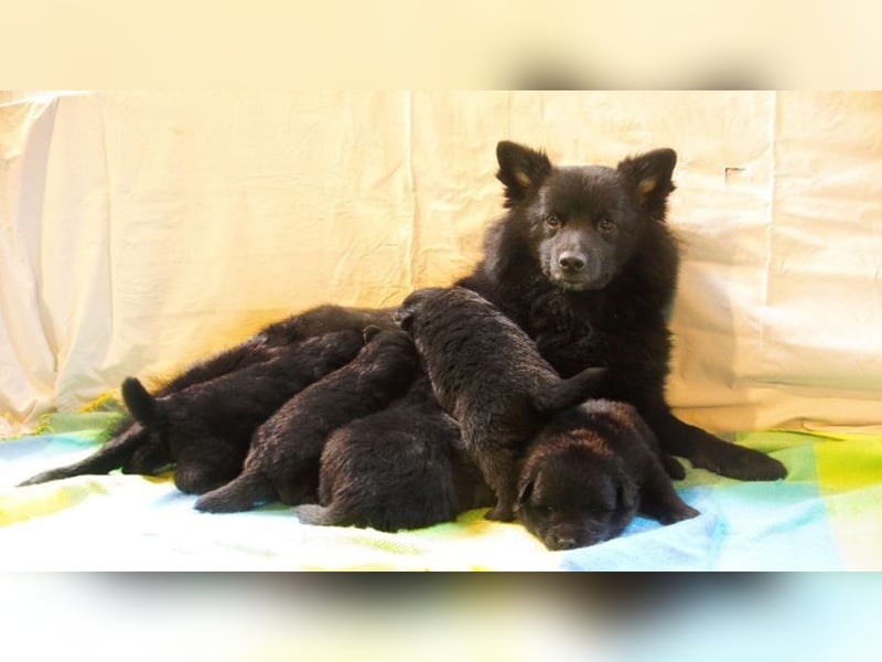 Spitze aus liebevoller Hobbyzucht – ein Junge und ein Mädchen suchen noch einen neuen Wirkungskreis