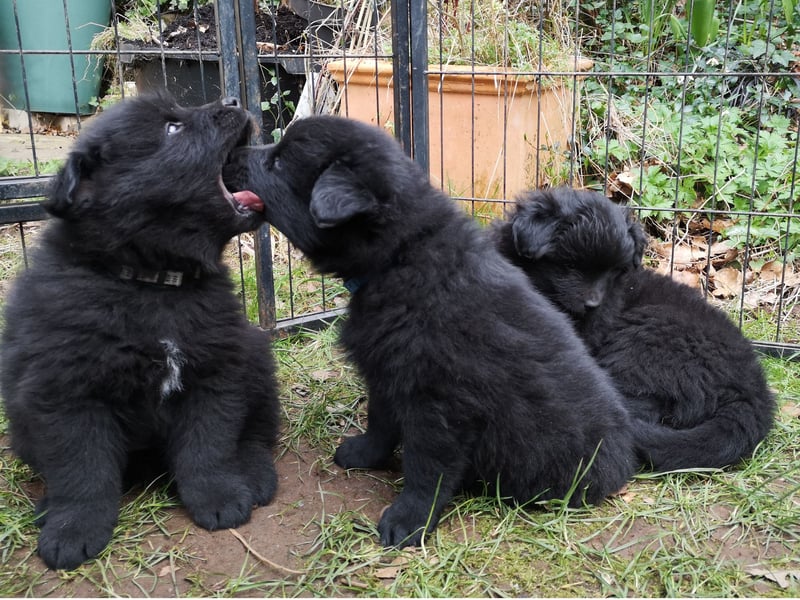 Spitze aus liebevoller Hobbyzucht – ein Junge und ein Mädchen suchen noch einen neuen Wirkungskreis