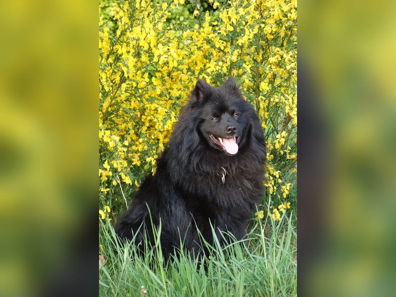 Spitze aus liebevoller Hobbyzucht – ein Junge und ein Mädchen suchen noch einen neuen Wirkungskreis