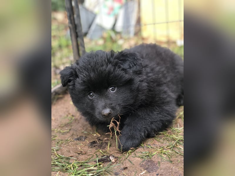 Spitze aus liebevoller Hobbyzucht – ein Junge und ein Mädchen suchen noch einen neuen Wirkungskreis