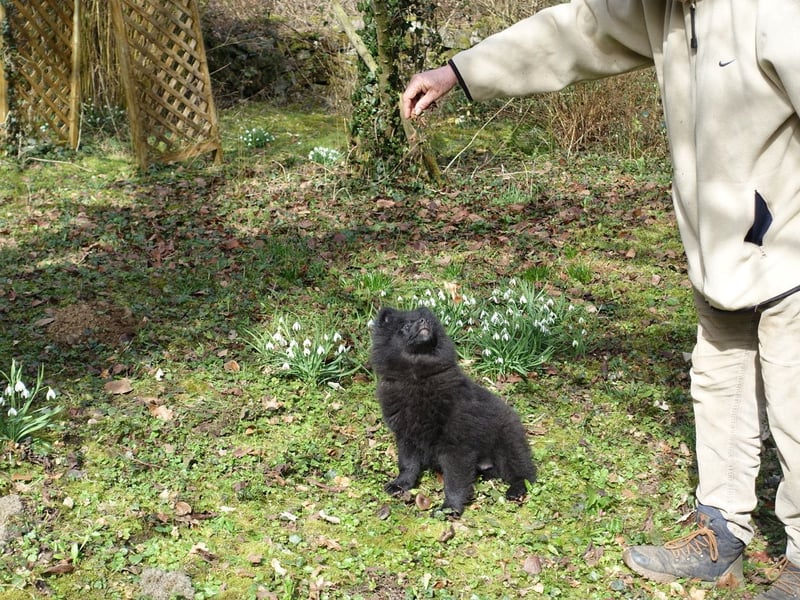 Spitze Großspitzwelpe suchen noch einen liebevollen Betreuer