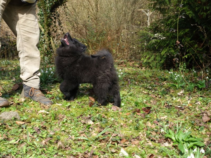 Spitze Großspitzwelpe suchen noch einen liebevollen Betreuer