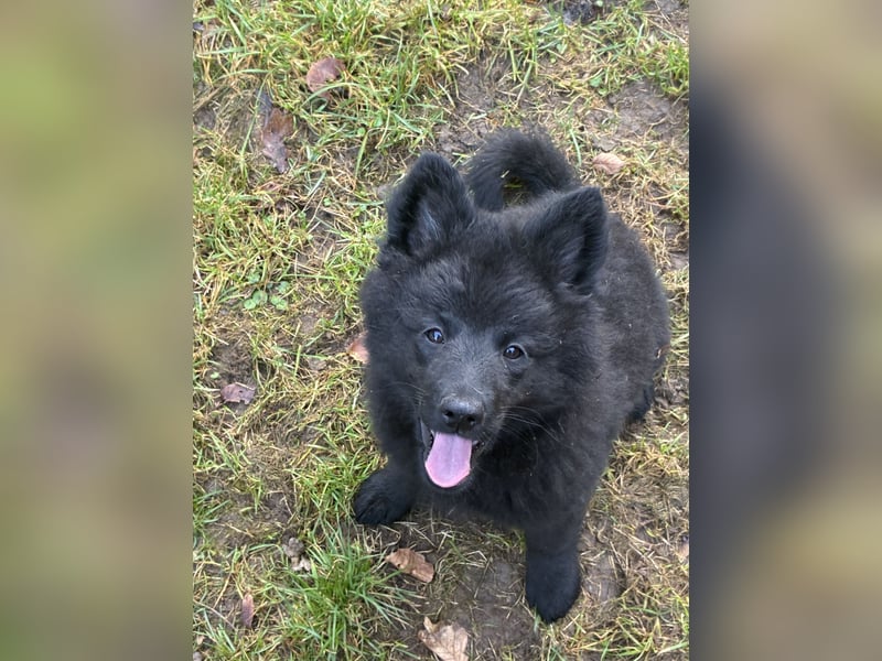 Spitze Großspitzwelpe suchen noch einen liebevollen Betreuer
