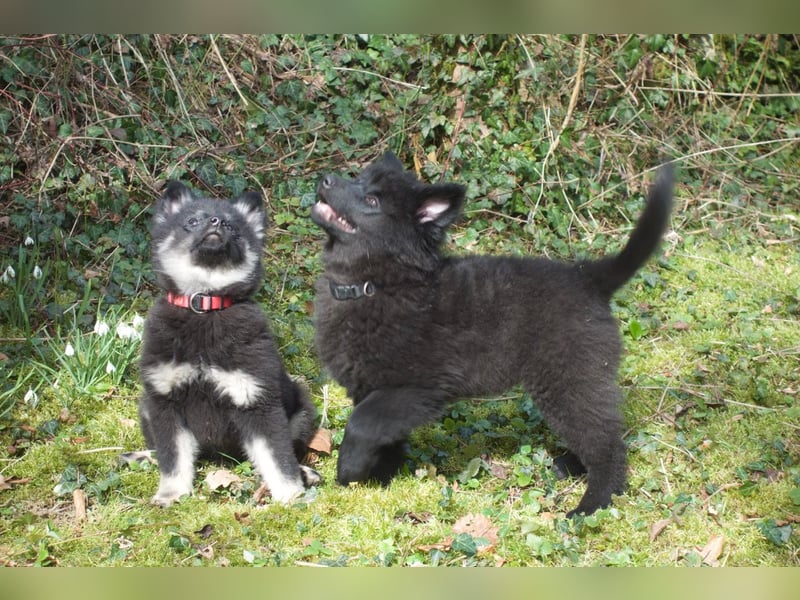 Spitze Großspitzwelpe suchen noch einen liebevollen Betreuer