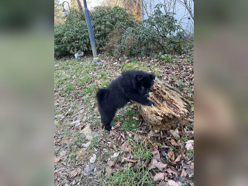 Großspitzwelpen Hündin schwarz