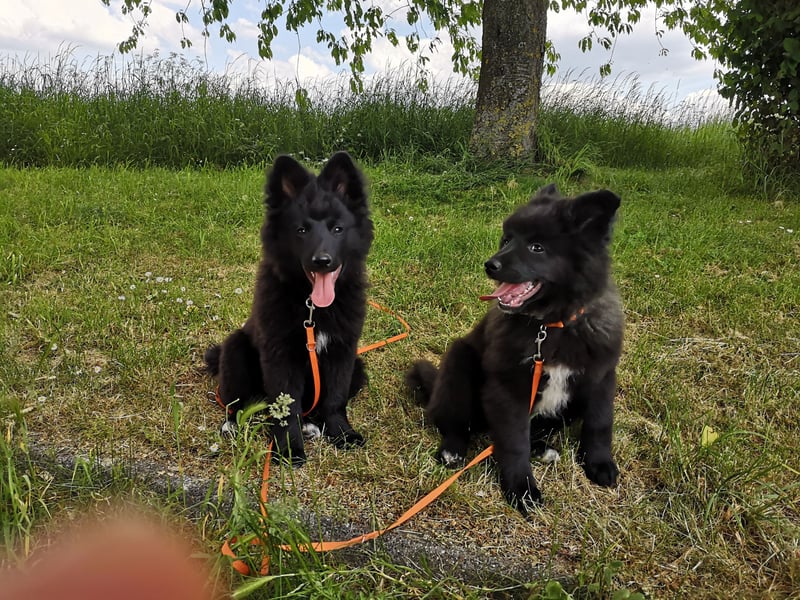 Spitz-Welpen aus liebevoller Hobbyzucht - Großspitz schwarz und grau - Deutsche Spitze