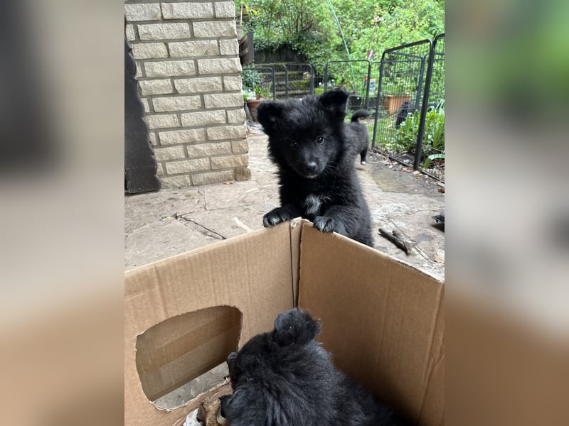 Spitz-Welpen aus liebevoller Hobbyzucht - Großspitz schwarz und grau - Deutsche Spitze