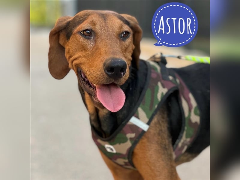Astor ein zarter Engel