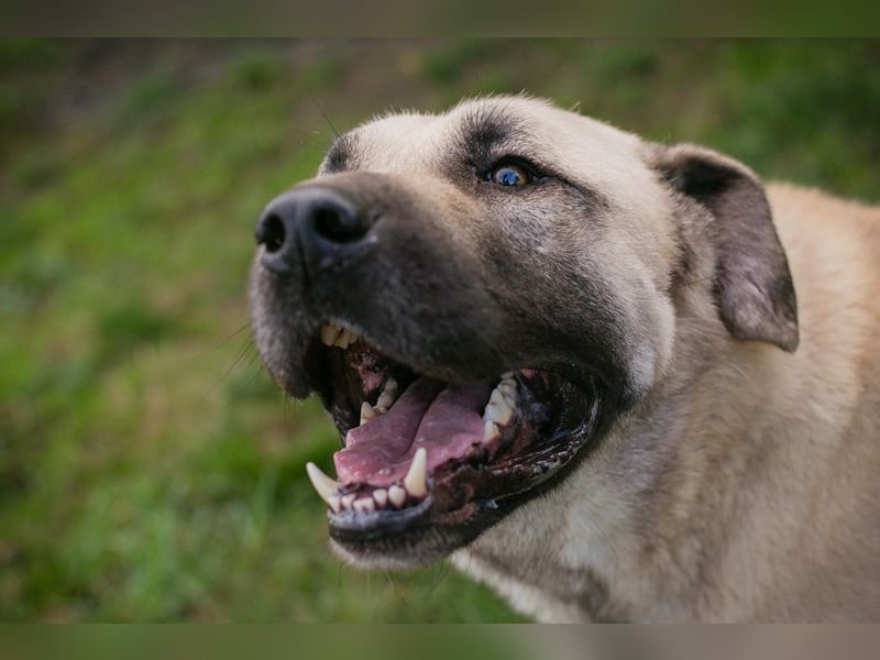 Augustus: Sucht ein Zuhause