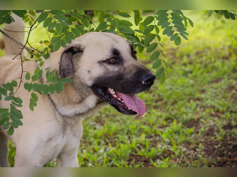 Augustus: Sucht ein Zuhause