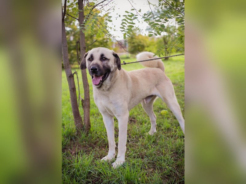 Augustus: Sucht ein Zuhause