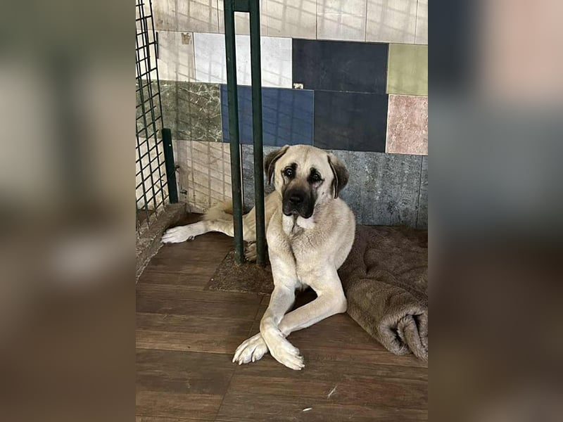 Augustus: Sucht ein Zuhause