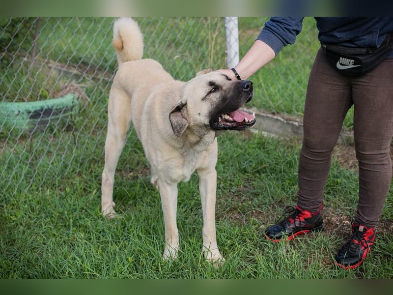 Augustus: Sucht ein Zuhause