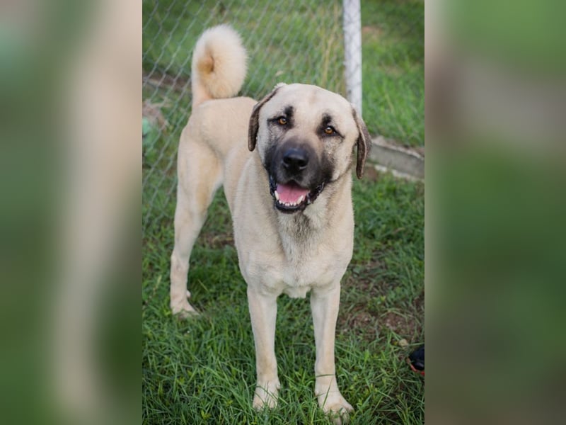 Augustus: Sucht ein Zuhause