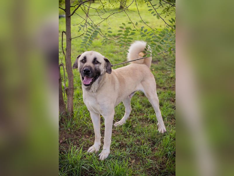 Augustus: Sucht ein Zuhause