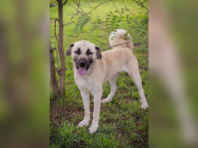 Augustus: Sucht ein Zuhause