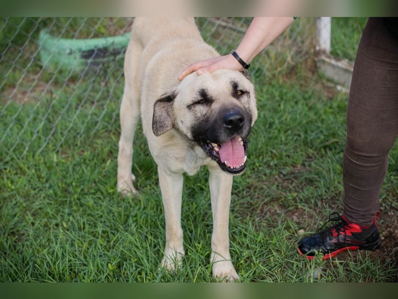 Augustus: Sucht ein Zuhause