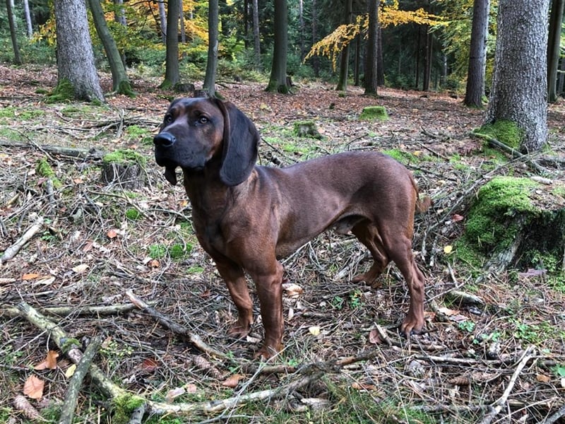 Hannoverscher Schweißhund/ Bayerischer Gebirgsschweißhund Mischlingswelpen