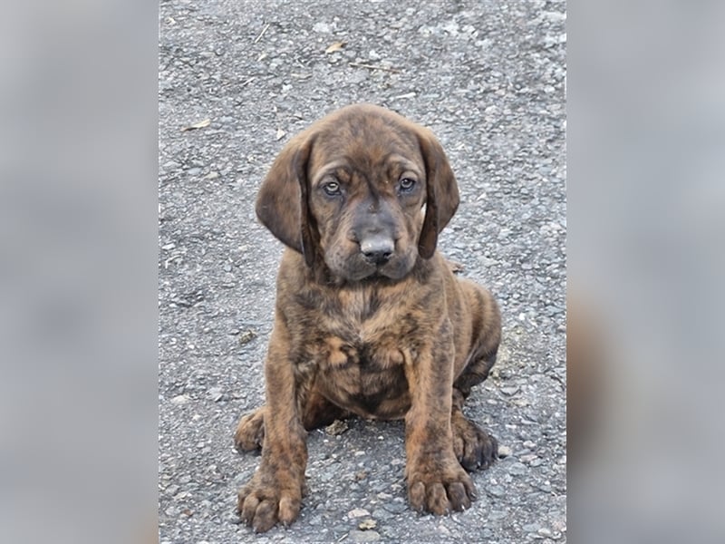 Hannoverscher Schweißhund Ogar Polski Mix