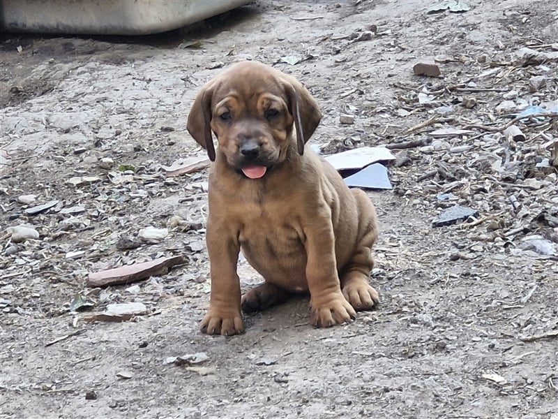 Hannoverscher Schweißhund Ogar Polski Mix