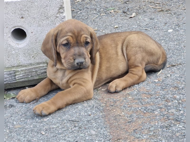 Hannoverscher Schweißhund Ogar Polski Mix