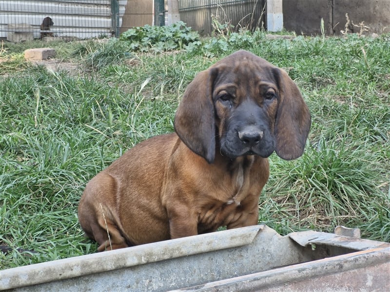 Hannoversche Schweißhundwelpen