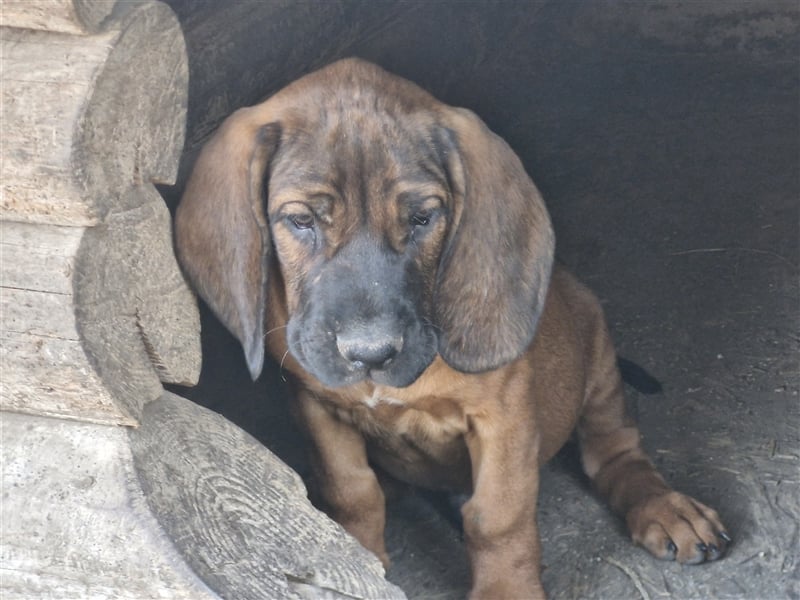 Hannoversche Schweißhundwelpen