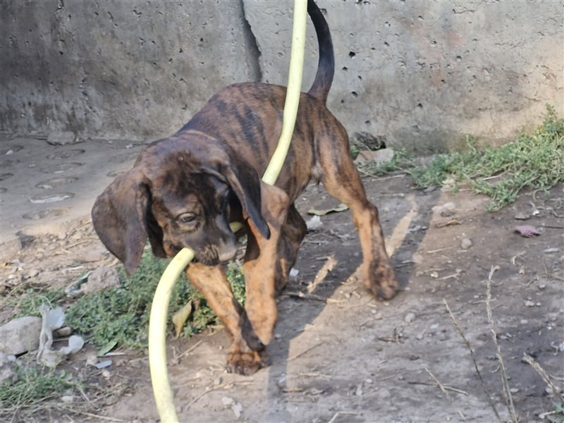 Hannoversche Schweißhundwelpen