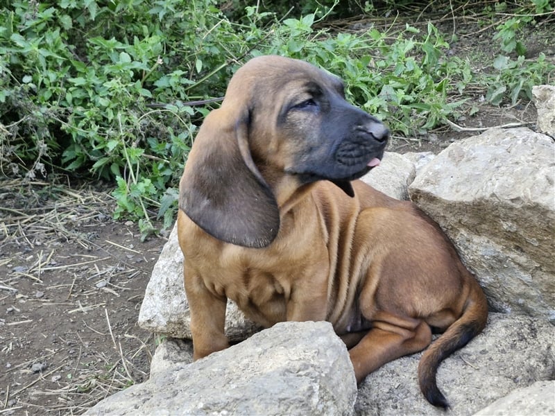 Hannoversche Schweißhunde