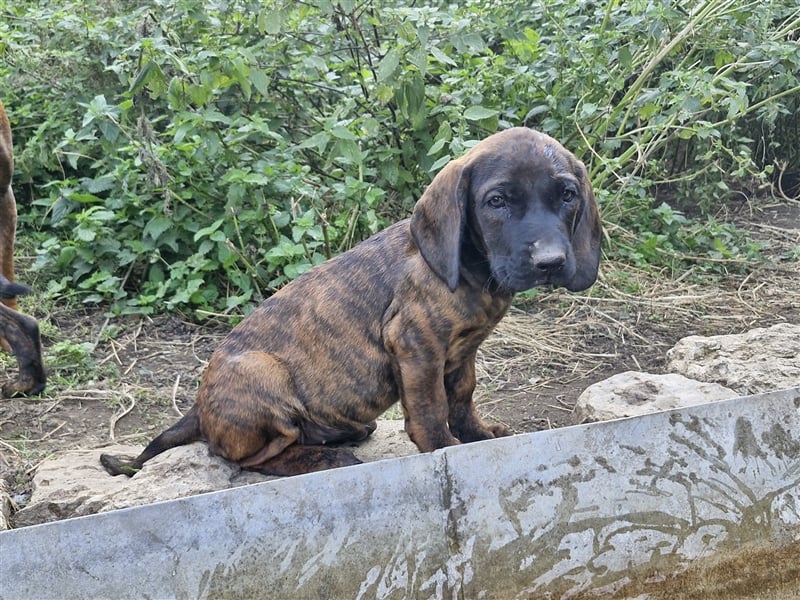 Hannoversche Schweißhunde