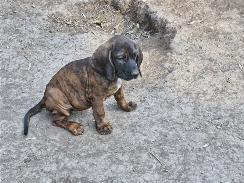 Hannoversche Schweißhunde