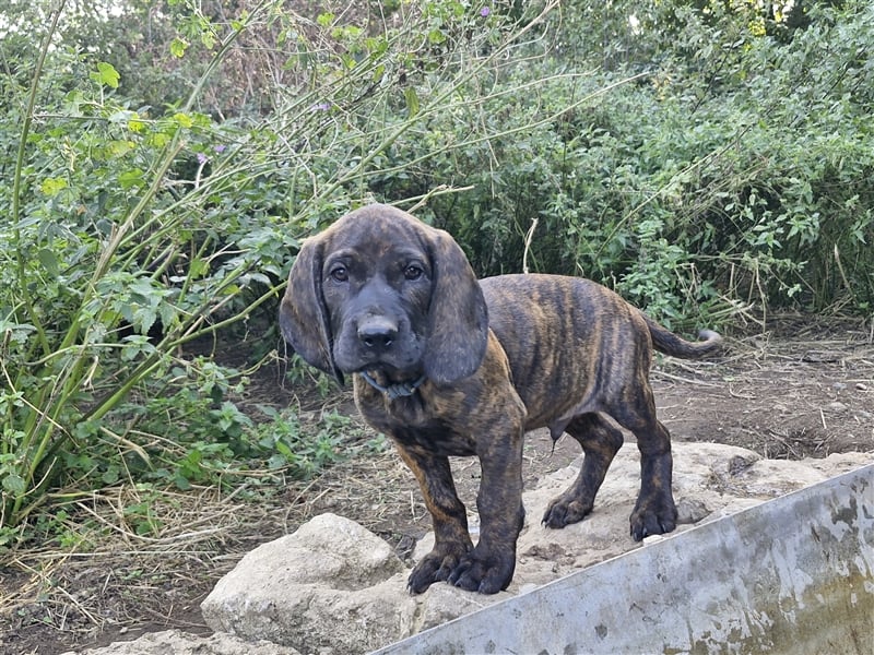 Hannoversche Schweißhunde