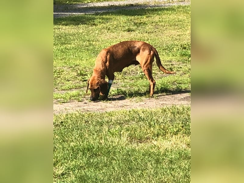 Die kleine "Zwiebel" sucht ein neues Zuhause