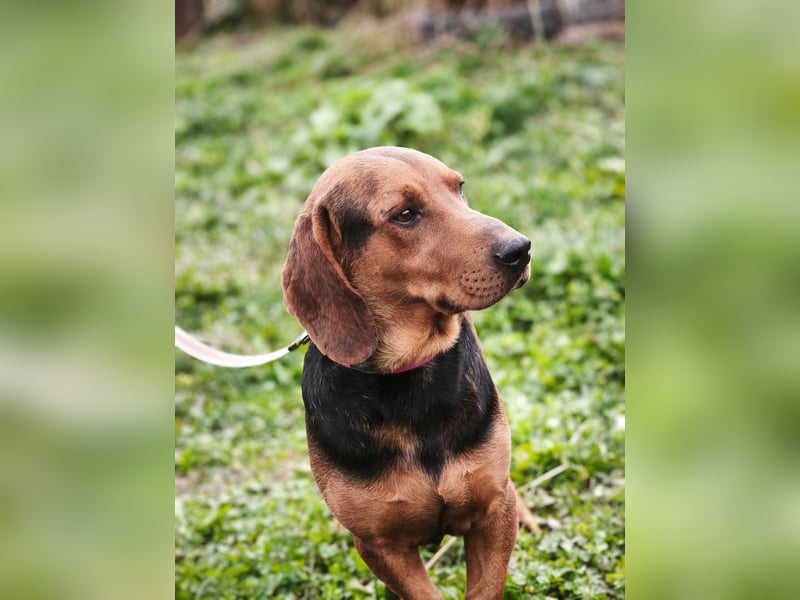 Apollo - ruhige Bracke