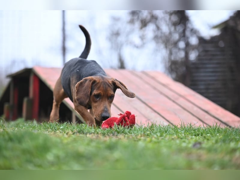 Apollo - ruhige Bracke