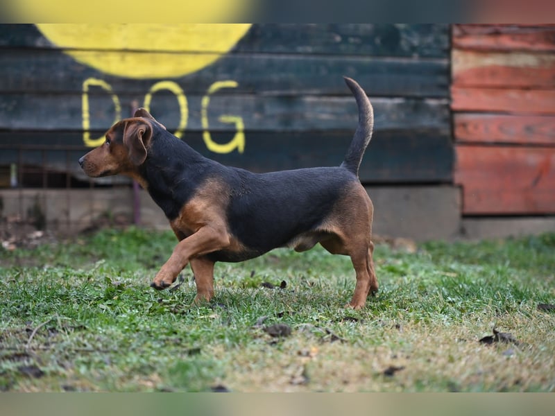 Apollo - ruhige Bracke