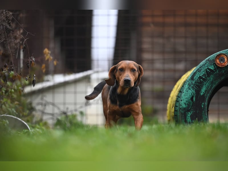 Apollo - ruhige Bracke