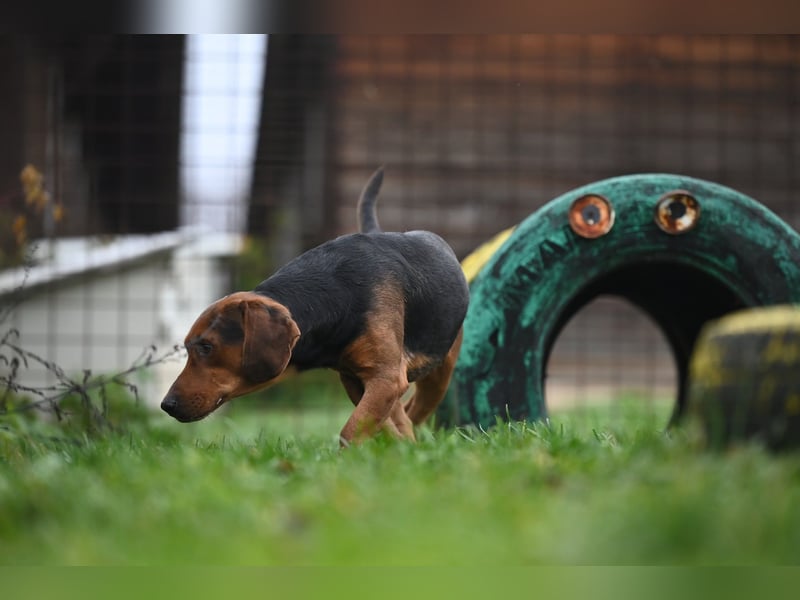 Apollo - ruhige Bracke