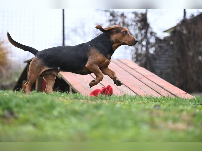 Apollo - ruhige Bracke