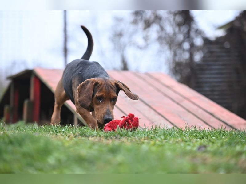 Apollo - ruhige Bracke