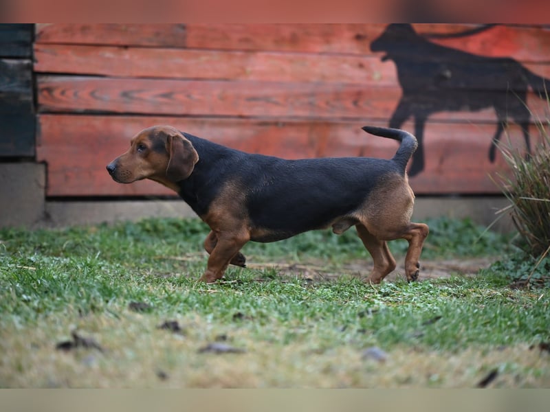 Apollo - ruhige Bracke