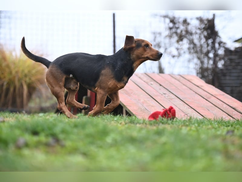 Apollo - ruhige Bracke