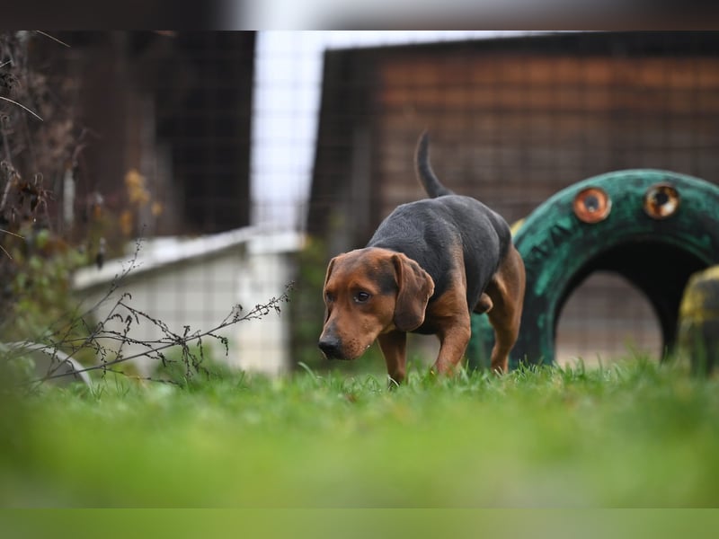 Apollo - ruhige Bracke