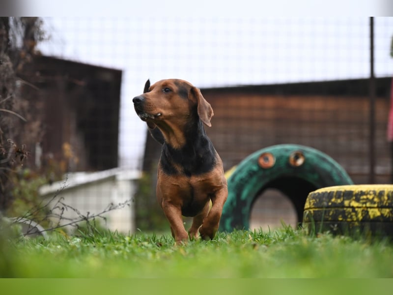 Apollo - ruhige Bracke