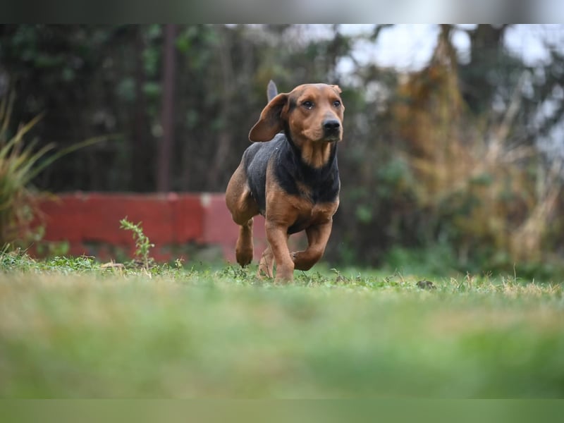 Apollo - ruhige Bracke